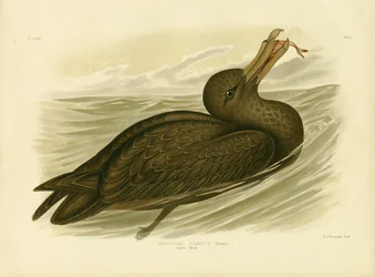 Petrel gigante, 1891